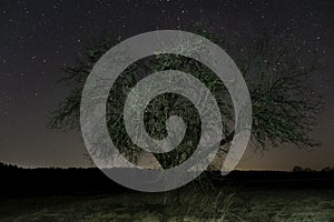 Lonely tree against the background of a starry sky.