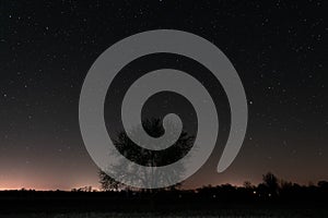 Lonely tree against the background of a starry sky.