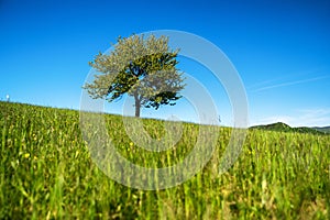 Lonely tree against blue sky