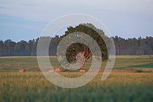 lonely  tree against blue sky in the field of wheat