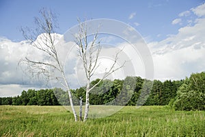 Lonely tree against blue sky scenic