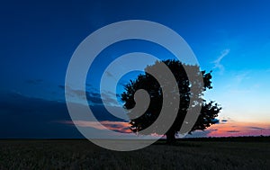 Lonely tree against a blue sky