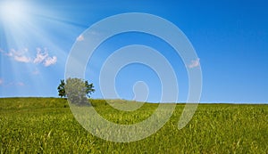 Lonely tree against clear blue sky