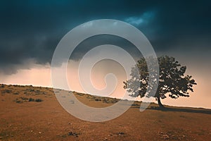 lonely tree against a dramatic sky