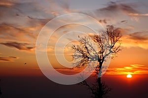 The lonely tree against a fascinating sunset