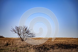 Lonely tree against sky. autumn landscape with a lone tree at sunset barley field in the village