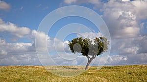 lonely tree in a alentejo