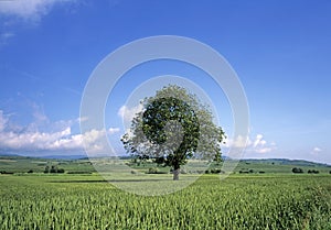 Lonely tree in the Alsatian plain