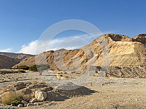 Lonely tree in the Arava desert