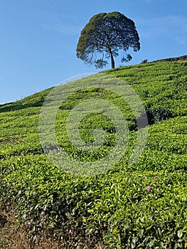 Lonely tree around greentea garden