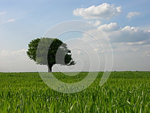 Lonely Tree Background