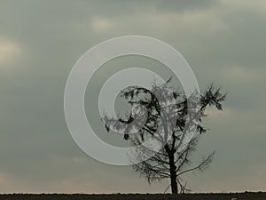 Lonely tree in a background of cloudy sky