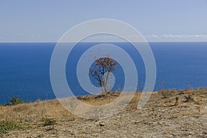Lonely tree on a background of the sea