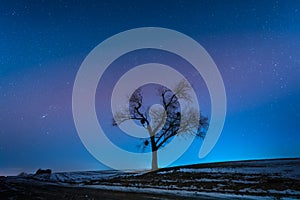 Lonely tree on a background of starry sky