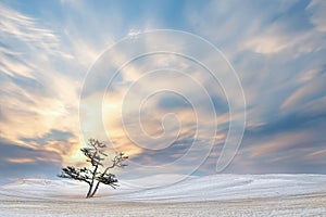 Lonely tree on the background of the sunset. Winter snowy landscape. Minimalism style.
