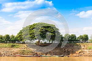 Lonely tree on the bank of the river Irravarddy, Mandalay, Myanmar, Burma. Copy space for text.