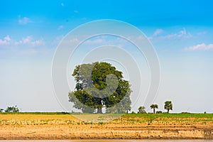 Lonely tree on the bank of the river Irrawaddy, Mandalay, Myanmar, Burma. Copy space for text.