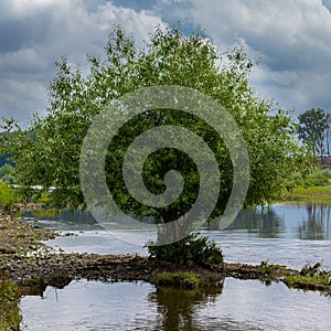 A lonely tree on the bank on the river Meuse surrounded by water under a dramatic sky with impressive stormy clouds