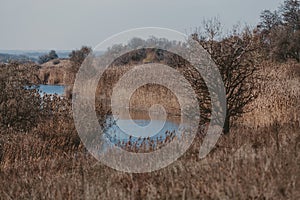 Lonely tree on banks of reed-covered pond