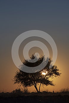 The lonely tree of the Bargerveen sheepfold