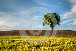 Lonely Tree in the bavarian forest