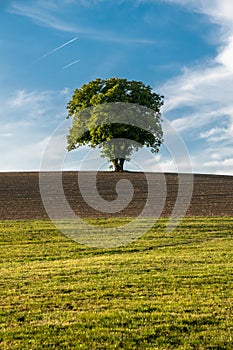 Lonely Tree in the bavarian forest
