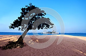 lonely tree on beach