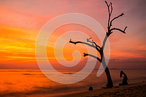 Lonely tree on the beach