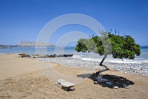 Lonely tree on the beach in Lima, Peru photo