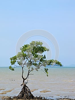 A lonely tree at the beach side isolated on sea and blue sky background