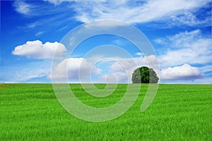 Lonely tree Beautiful landscape