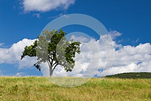 Solitario un árbol 