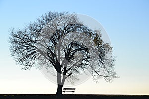 Lonely tree and bench