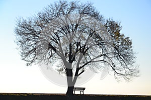 Lonely tree and bench