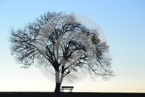 Lonely tree and bench photo
