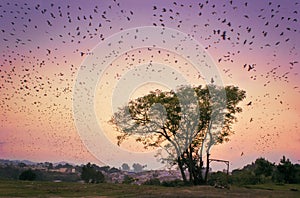 A lonely tree and the birds migrating