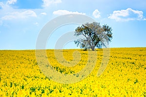 Lonely tree on the blooming colza field