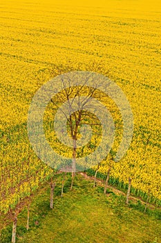 Lonely tree in blooming oilseed rape field from above