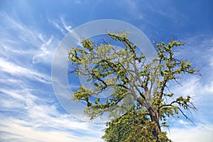 Solitario un albero un cielo blu 