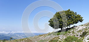 lonely tree with blue sky