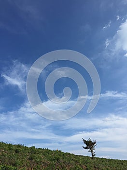 Lonely Tree in the Blue Sky