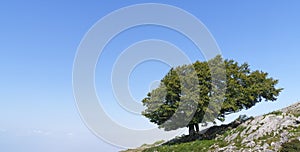 lonely tree with blue sky, Aralar, Navarre