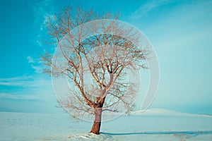 Lonely tree , blue sky, winter