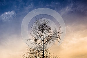 Lonely tree branches