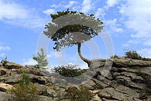 Lonely tree and bush on the rock