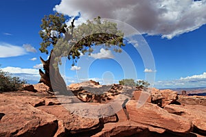 Lonely tree in Canyonlands, Utah