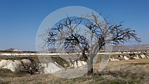 Lonely Tree in Cappadocia