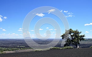 A lonely tree in Capulin Volcano, New Mexico photo