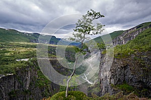 Lonely tree on the cliff of Voringsfoss canyon, Norway.