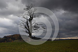 Lonely tree on a cloudy day